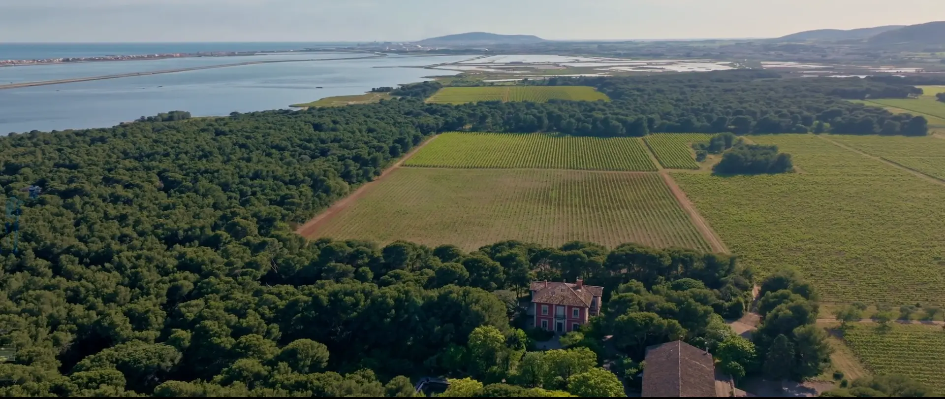 vue aérienne d’un vignoble dans l’Hérault réalisée en drone
